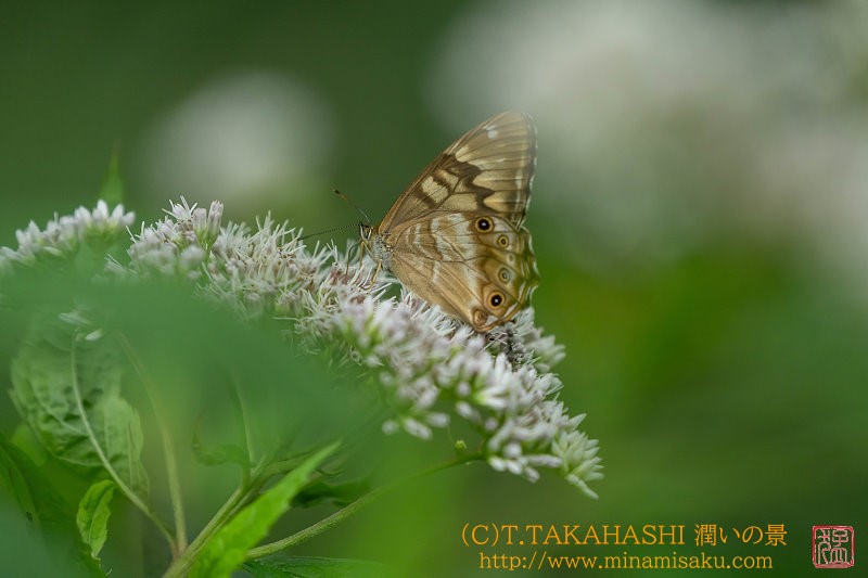 ../Images/7R250727 (335).jpg